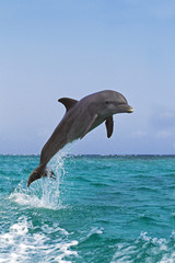 Poster - GRAND DAUPHIN tursiops truncatus