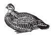 Greater prairie chicken or Pinnated grouse (Tympanuchus cupido) / vintage illustration from Brockhaus Konversations-Lexikon 1908
