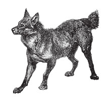 Maned Wolf (Chrysocyon Brachyurus) / Vintage Illustration From Brockhaus Konversations-Lexikon 1908