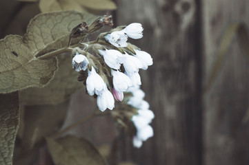 Bell flower close-up. Garden plant, the concept of nature.