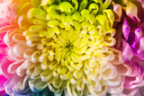Fototapeta Tęcza - Multicolored flower close up