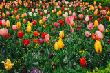 Fototapeta Kwiaty - Colorful holiday or birthday panoramic background with tulip flower garden, red, yellow, white, Keukenhof flower garden, Netherlands, Holland.