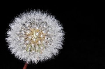 Dandelion on Black Background.