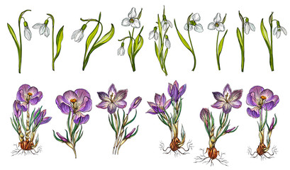 Wall Mural - Vector set of snowdrop and Crocus colors