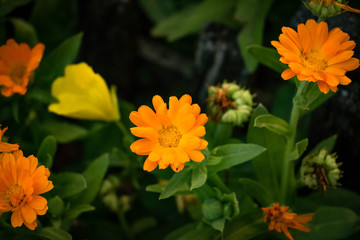 Bright calendula flower on a green background. 