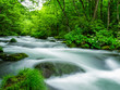 © tsushima - oirase　奥入瀬