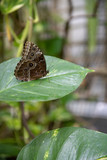 butterlfy perched on a green leaf
