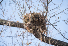 Large Squirrel Nest Is Spotted High In A Tree