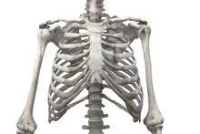 Thoracic Spine, Chest And Ribs Of Bone With Arms And Shoulders Isolated On A White Background.