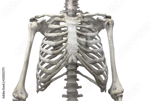 Fotografía Thoracic spine, chest and ribs of bone with arms and shoulders isolated on a white background