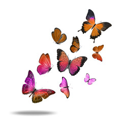 Poster - flying   butterfly. isolated on white background