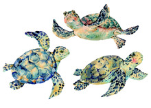Watercolor Natural Vintage Set Of Sea Turtle