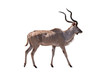 Greater kudu South afrca animal Isolate on white Background