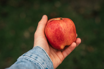 Male hand holding a red ripe apple