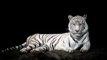 White Tiger Isolated In Black