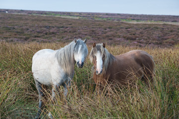 Two wild ponies on the moors III