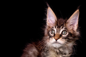 Adorable cute maine coon kitten on black background in studio, isolated.