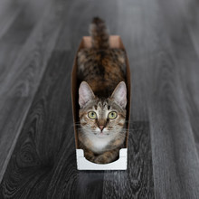 A Funny Striped Green Eyed Cat Lies In A White Cardboard Box On The Dark Floor