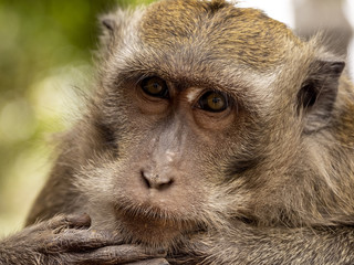 Wall Mural - Portrait of Long-tailed Macaque, Macaca fascicularis, Bali, Indonesia