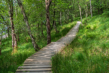 A scenic boardwalk in the forest along the West Highland Way hiking trail in Scotland