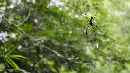 spider with its on web in the wild