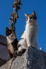 Two cats sitting on a gray asphalt curb, one is black and yellow, second is white with gray spots on head