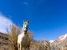 Andes Mountain Range, White Mule Horse. Ready To Ride