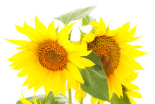 Two Yellow Sunflowers.