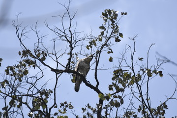 bird on a branch