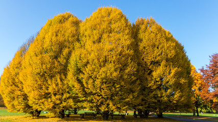 Wall Mural - Herbst