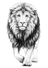 Lion. Sketchy, Graphical, Black And White  Portrait Of A Lion Walking Forward On A White Background.