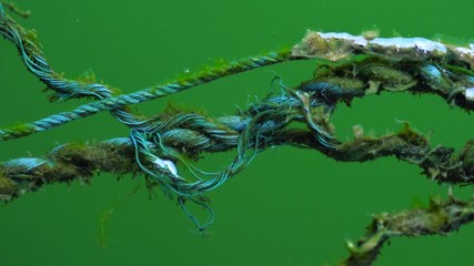 Poster - The rope is soaked in water until decomposed. Rotten old ropes soaked in water, affecting the lives of aquatic animals.