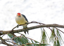 Red Bellied Woodpecker Looking Forward With White Snow Background