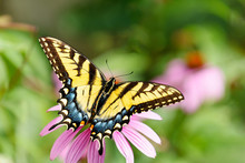 Bright Yellow Eastern Tiger Swallowtail Butterfly  On Purple Coneflower Facing To The Right With Open Spread Wings