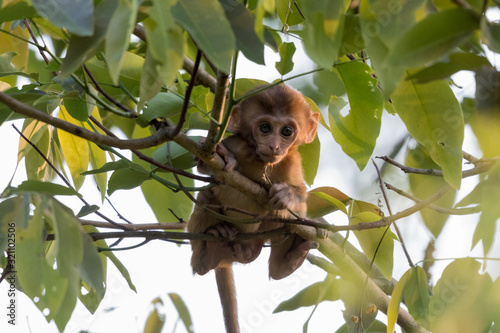 Baby Indian Monkey sitting on the tree branch Wallpaper Mural