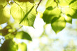 Leinwandbild Motiv Tree branch with green leaves on sunny day. Springtime