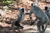 Fototapeta  - Gray Langoor Fighting with aggression Monkey fighting 