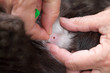 Mały kleszcz pasożytujący w skórze kota. Dłonie kobiety weterynarza odgarniają sierść kota i próbują wyciągnąć wgryzionego w jego skórę kleszcza.