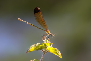 Sticker - Copper demoiselle