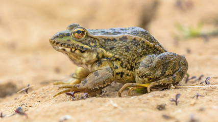 Poster - Iberian water frog