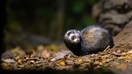 Canvas Print - Polecat in forest at night