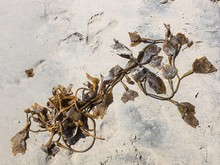 Seaweed In The Beach Sand