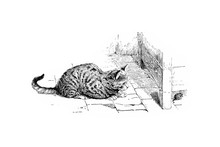 Cat - Vintage Engraved Illustration 1889