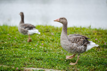 Two Gray Goose Walking On Green Grass