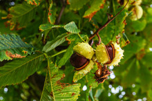 Conkers On A Horse Chestnut Tree