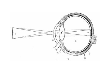 Wall Mural - Vertical Section of the Human Eye - Vintage Engraved Illustration 1889