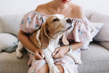 Charming Beagle Dog Sniffs Something In Front Of Him While Lying On Girl's Knees. Young Woman In Beautiful Pink Dress And Silver Accessories Holding Her Curious Puppy Sitting On Sofa.