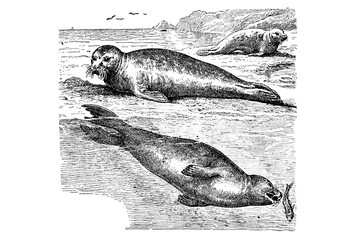 Wall Mural - Seal Phoca Vitulina - Vintage Engraved Illustration 1889