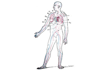 Wall Mural - Blood Circulatory System - Vintage Engraved Illustration 1889