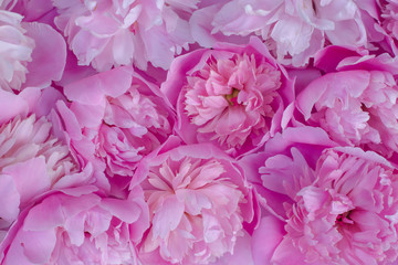  Many pink peonies. Background of spring pink flowers, aroma and tenderness.  Abstract texture of flowers.